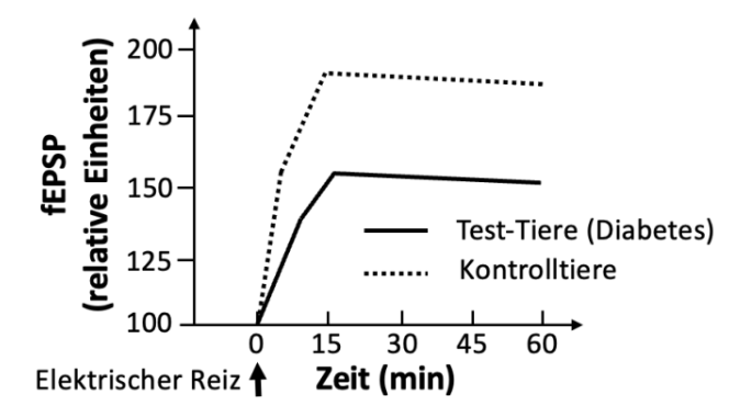 Diagramm: Zeitverlauf der EPSP-Werte bei Test- und Kontrolltieren nach elektrischem Reiz.